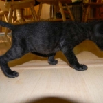 Savannah F-2B dark smoke female DOB 9-8-14 009-800