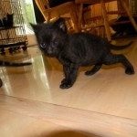 Savannah F-2B dark smoke male DOB 9-8-14 012-800