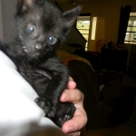 Savannah F-2B dark smoke female DOB 9-8-14 021-800