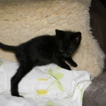 Savannah F-2B dark smoke female DOB 9-8-14 025-800