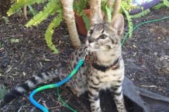 Shai F-2B Cool Brown Spotted Savannah Male DOB 9-8-14