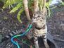 Shai F-2B Cool Brown Spotted Savannah Male DOB 9-8-14
