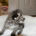 Savannah F-2B Brown Spotted tabby Male DOB 9-8-14 002-800