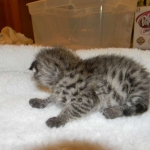 Savannah F-2B Brown Spotted tabby Male DOB 9-8-14 003-800