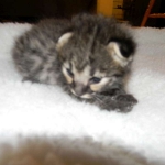 Savannah F-2B Brown Spotted tabby Male DOB 9-8-14 006-800