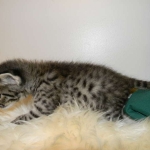 Savannah F-2B Brown Spotted tabby Male DOB 9-8-14 007-800