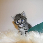 Savannah F-2B Brown Spotted tabby Male DOB 9-8-14 009-800