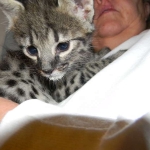 Savannah F-2B Brown Spotted tabby Male DOB 9-8-14 012-800