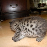 Savannah F-2B Brown Spotted tabby female DOB 9-8-14 003-800