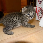 Savannah F-2B Brown Spotted tabby female DOB 9-8-14 006-800