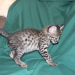 Savannah Shai F-2B male DOB 9-8-14 011-800