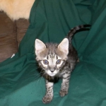 Savannah Shai F-2B male DOB 9-8-14 014-800