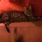 Shai 8 pounds