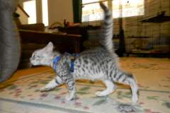 Niko Egyptian Mau silver Male DOB 9-15-14