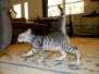 Niko Egyptian Mau silver Male DOB 9-15-14