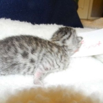 Mau Silver Male DOB 9-15-14 003-800