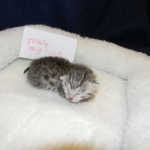 Mau Silver Male DOB 9-15-14 005-800