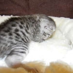 Mau Silver Male DOB 9-15-14 010-800