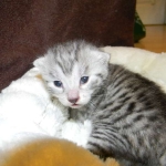 Mau Silver Male DOB 9-15-14 014-800