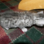 Mau Silver Male Niko DOB 9-15-14 001-800