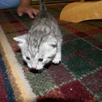 Mau Silver Male Niko DOB 9-15-14 004-800