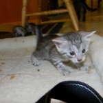 Mau Silver Male Niko DOB 9-15-14 006-800