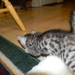 Mau Silver Male Niko DOB 9-15-14 007-800