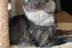 Osiris, Savannah, F-3C Smoke male , DOB 4/7/17