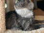 Osiris, Savannah, F-3C Smoke male , DOB 4/7/17