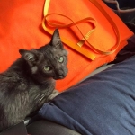 Osiris, F-3C Male Smoke Savannah DOB 4/7/17