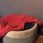 Osiris, F-3C Male Smoke Savannah DOB 4/7/17