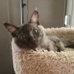 Osiris, F-3C Male Smoke Savannah DOB 4/7/17