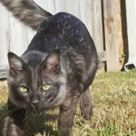 Otis, Savannah, Male, Smoke DOB 4/7/17