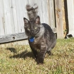 Otis, Savannah, Male, Smoke DOB 4/7/17