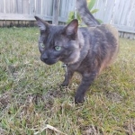 Otis, Savannah, Male, Smoke DOB 4/7/17