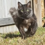 Otis, Savannah, Male, Smoke DOB 4/7/17