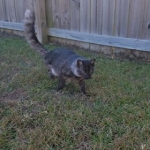 Otis, Savannah, Male, Smoke DOB 4/7/17