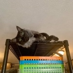 Otis, Savannah, Male, Smoke DOB 4/7/17