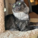 Otis, Savannah, Male, Smoke DOB 4/7/17