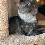 Otis, Savannah, Male, Smoke DOB 4/7/17