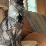 Otis, Savannah, Male, Smoke DOB 4/7/17