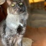 Otis, Savannah, Male, Smoke DOB 4/7/17