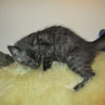 Otis, Savannah, Male, Smoke DOB 4/7/17