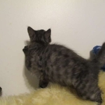 Otis, Savannah, Male, Smoke DOB 4/7/17