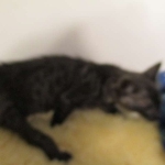 Otis, Savannah, Male, Smoke DOB 4/7/17