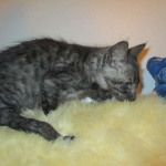 Otis, Savannah, Male, Smoke DOB 4/7/17