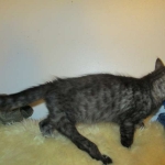 Otis, Savannah, Male, Smoke DOB 4/7/17