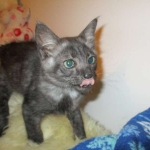 Otis, Savannah, Male, Smoke DOB 4/7/17