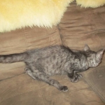 Otis, Savannah, Male, Smoke DOB 4/7/17