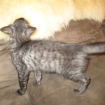 Otis, Savannah, Male, Smoke DOB 4/7/17